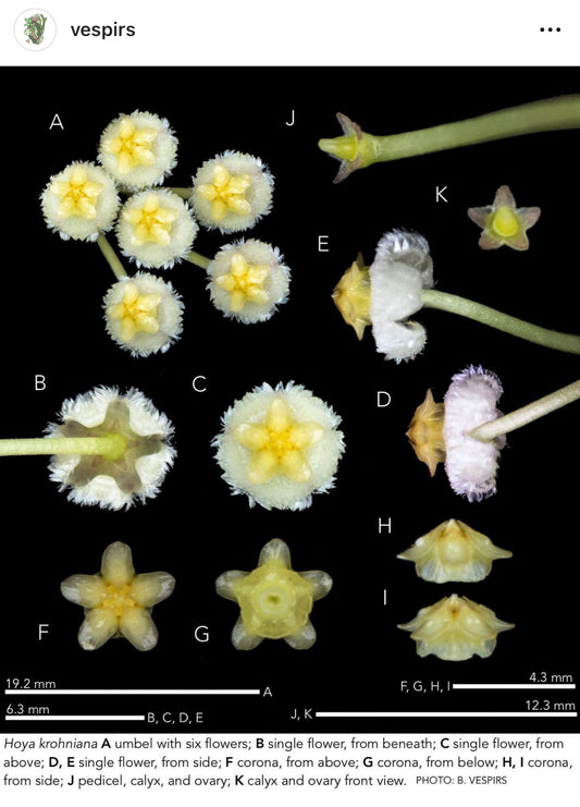 EPI. 28 Let's Talk with Ves Hackney about Hoya lacunosa & Hoya krohniana