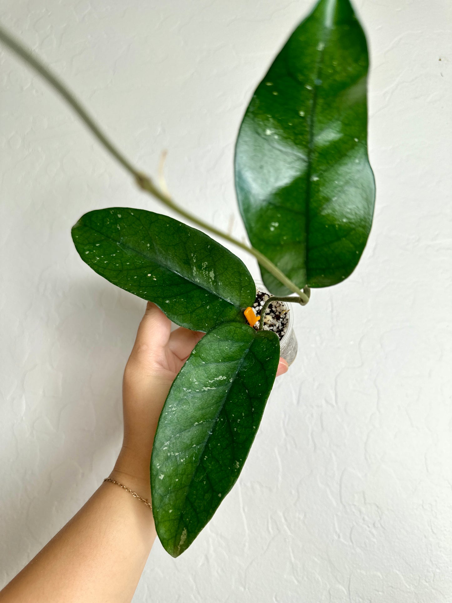 Hoya sp. Tam Dao
