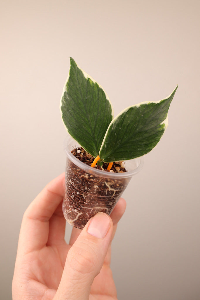 Hoya polyneura (outer variegated)