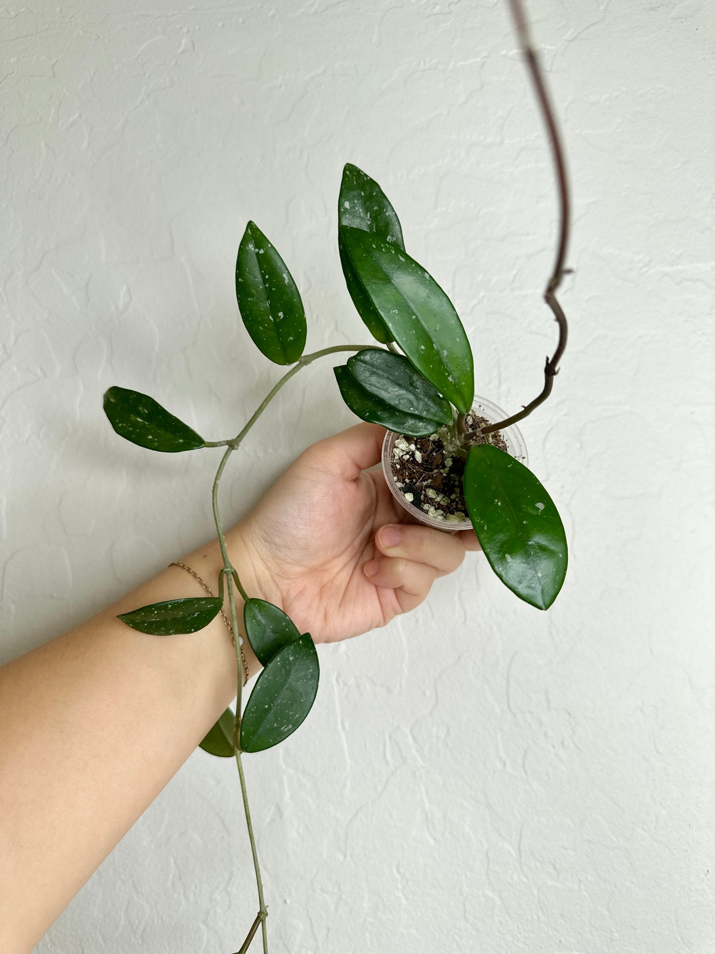 Hoya carnosa sp. China (reverted)