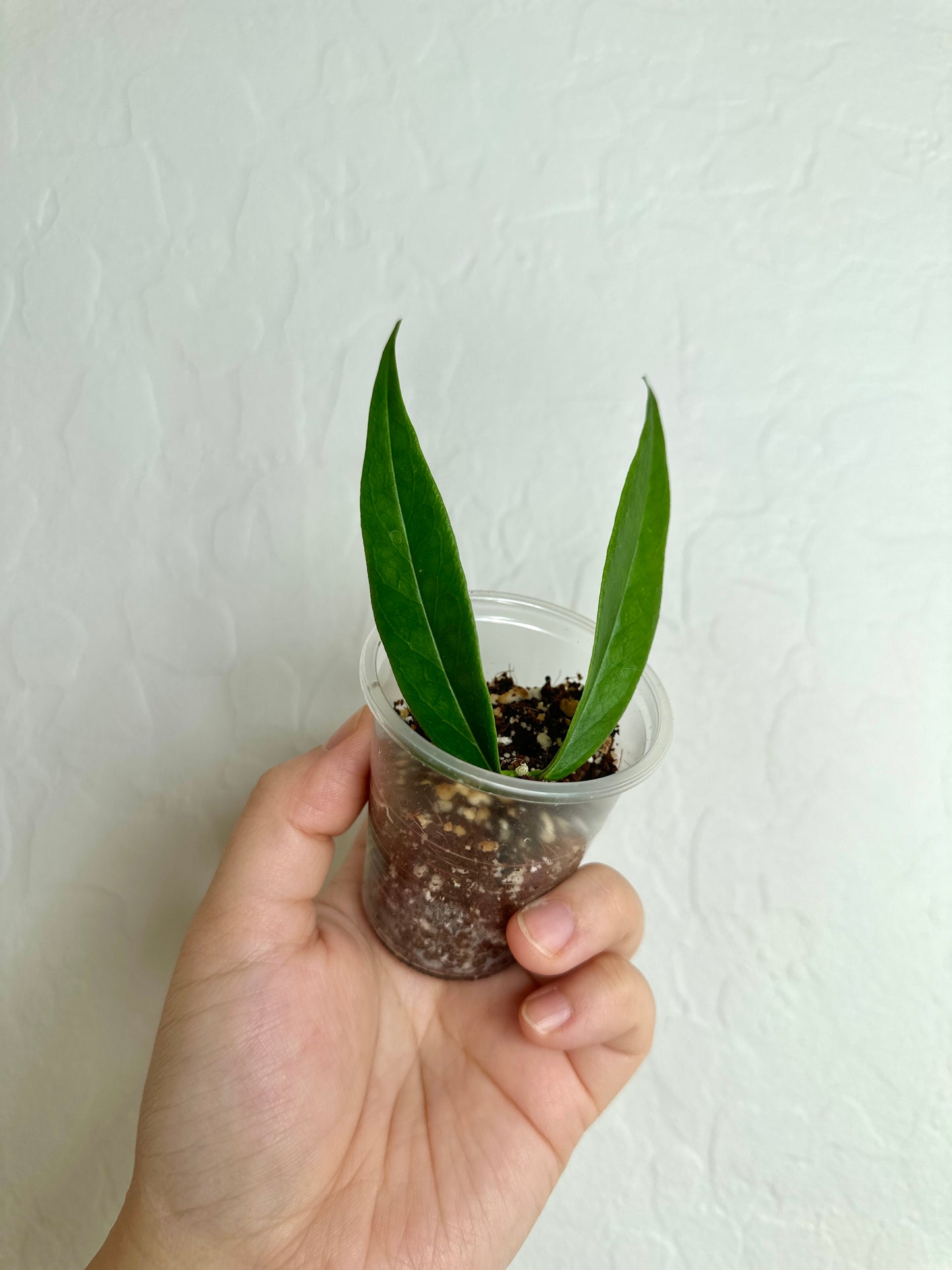 Hoya paradisea