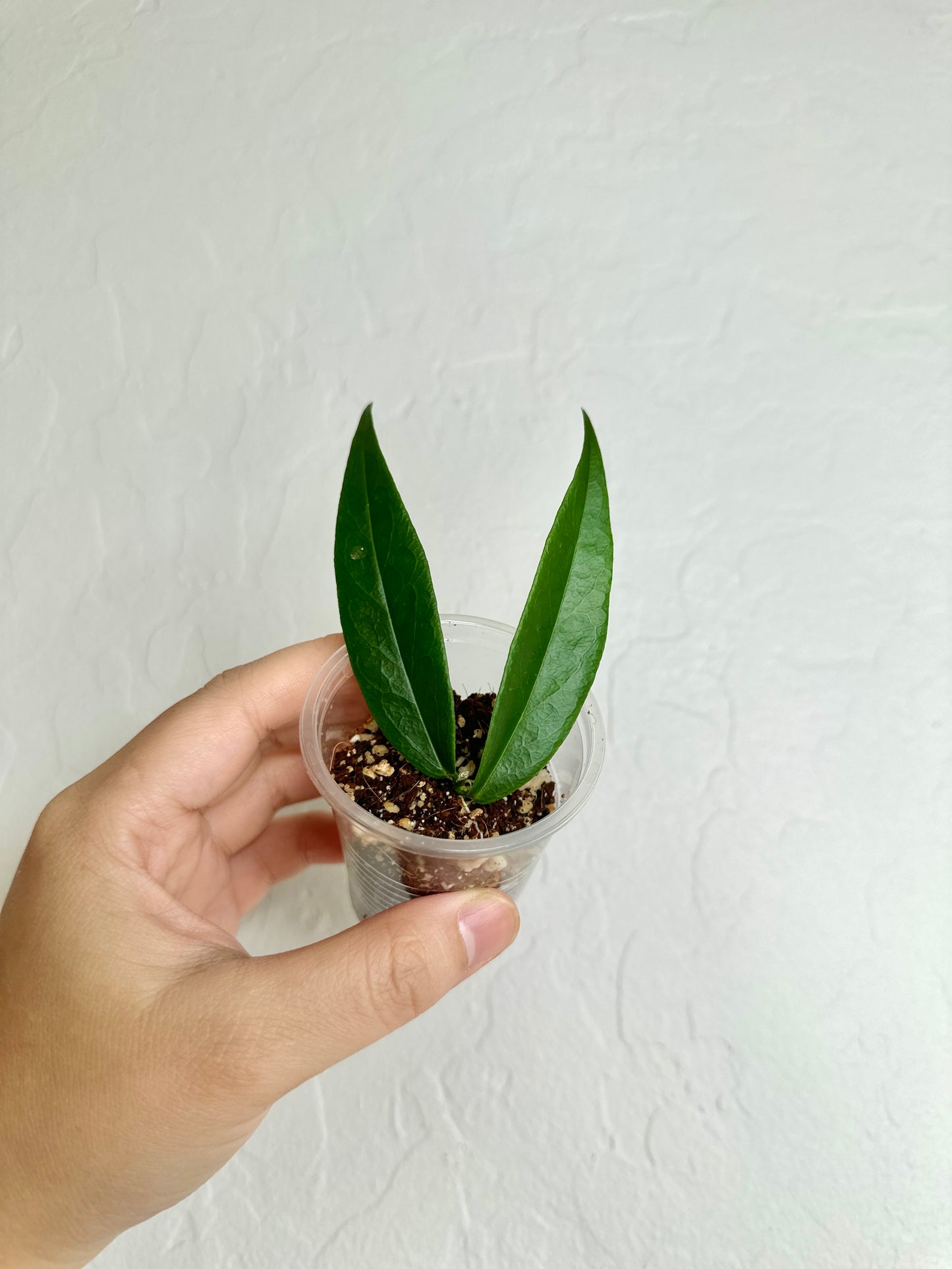 Hoya paradisea