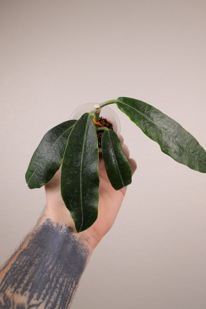 Hoya imperialis