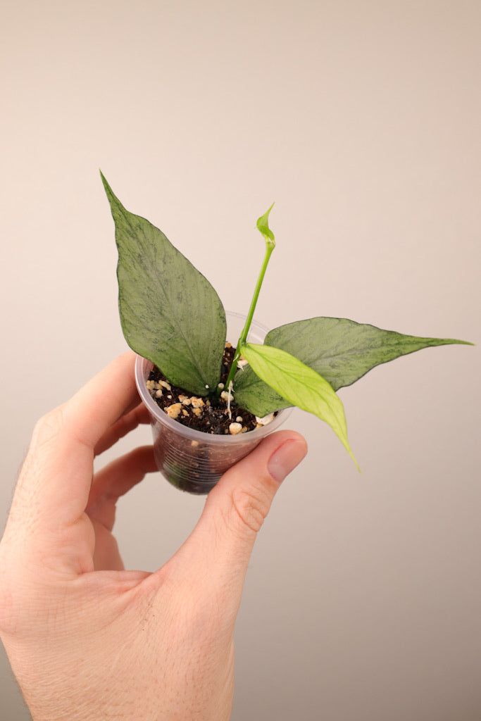 Hoya polyneura (broget)