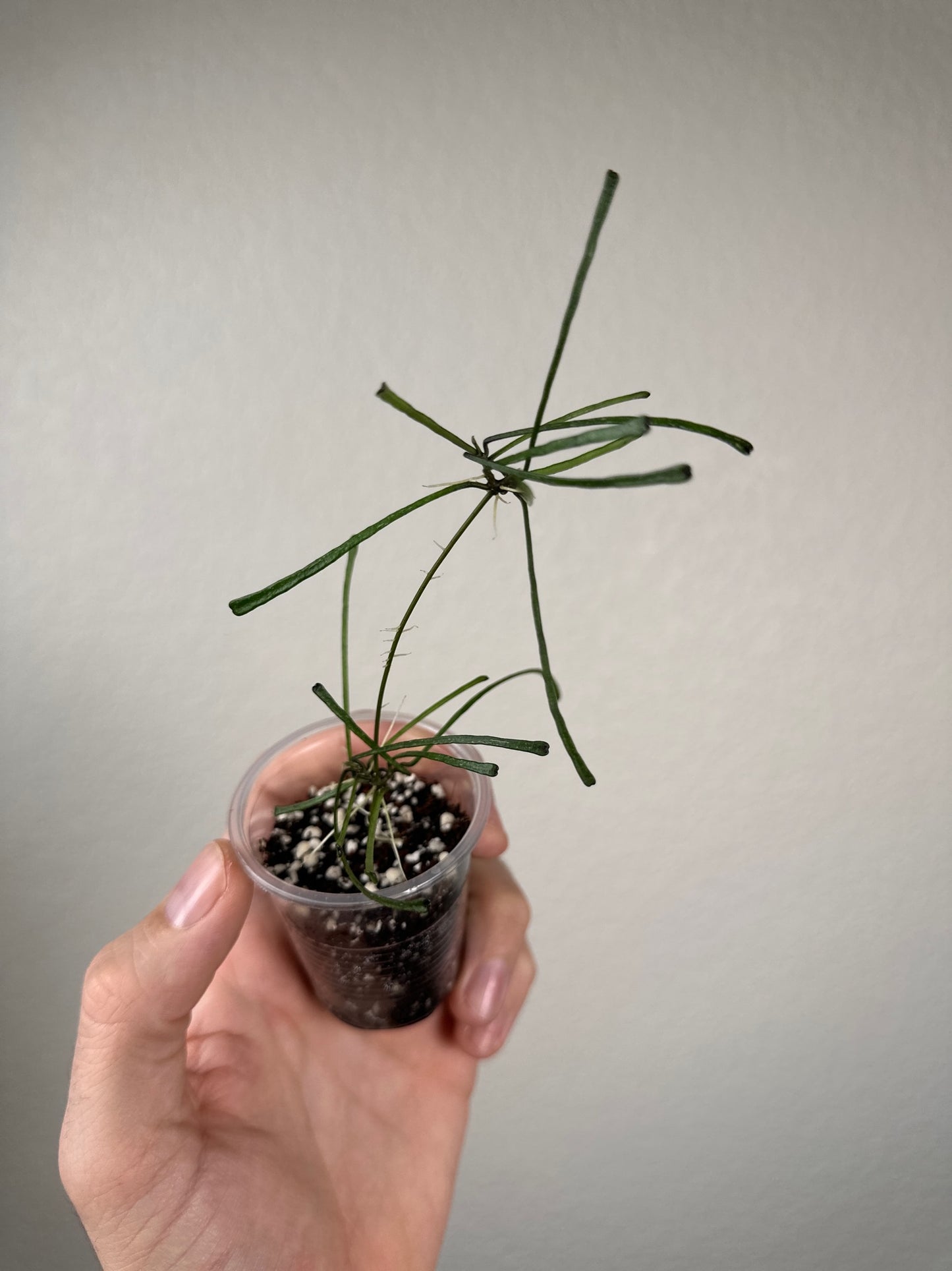 Hoya retusa