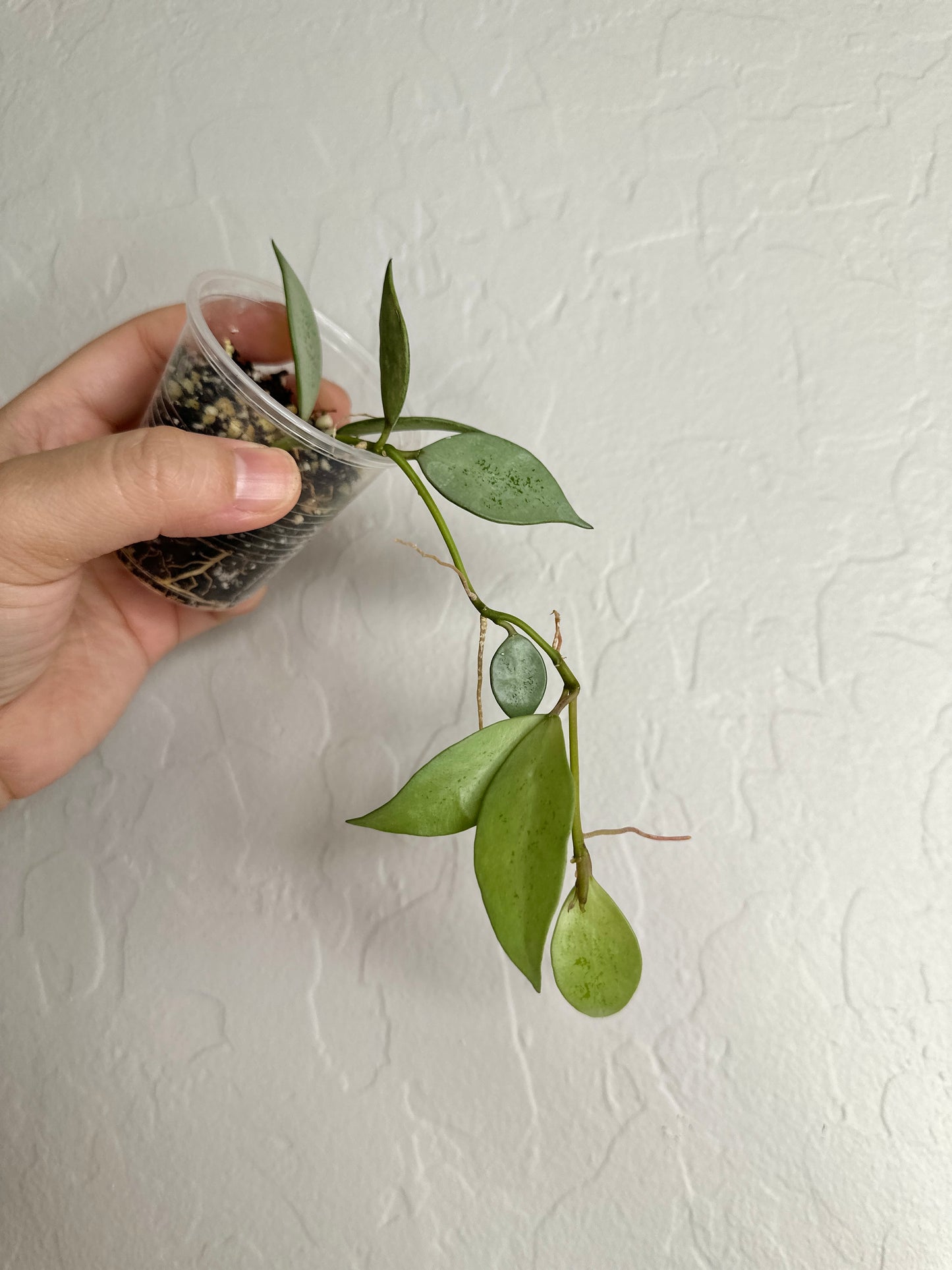 Hoya lacunosa sp. Indonesia (noid, silver) #4