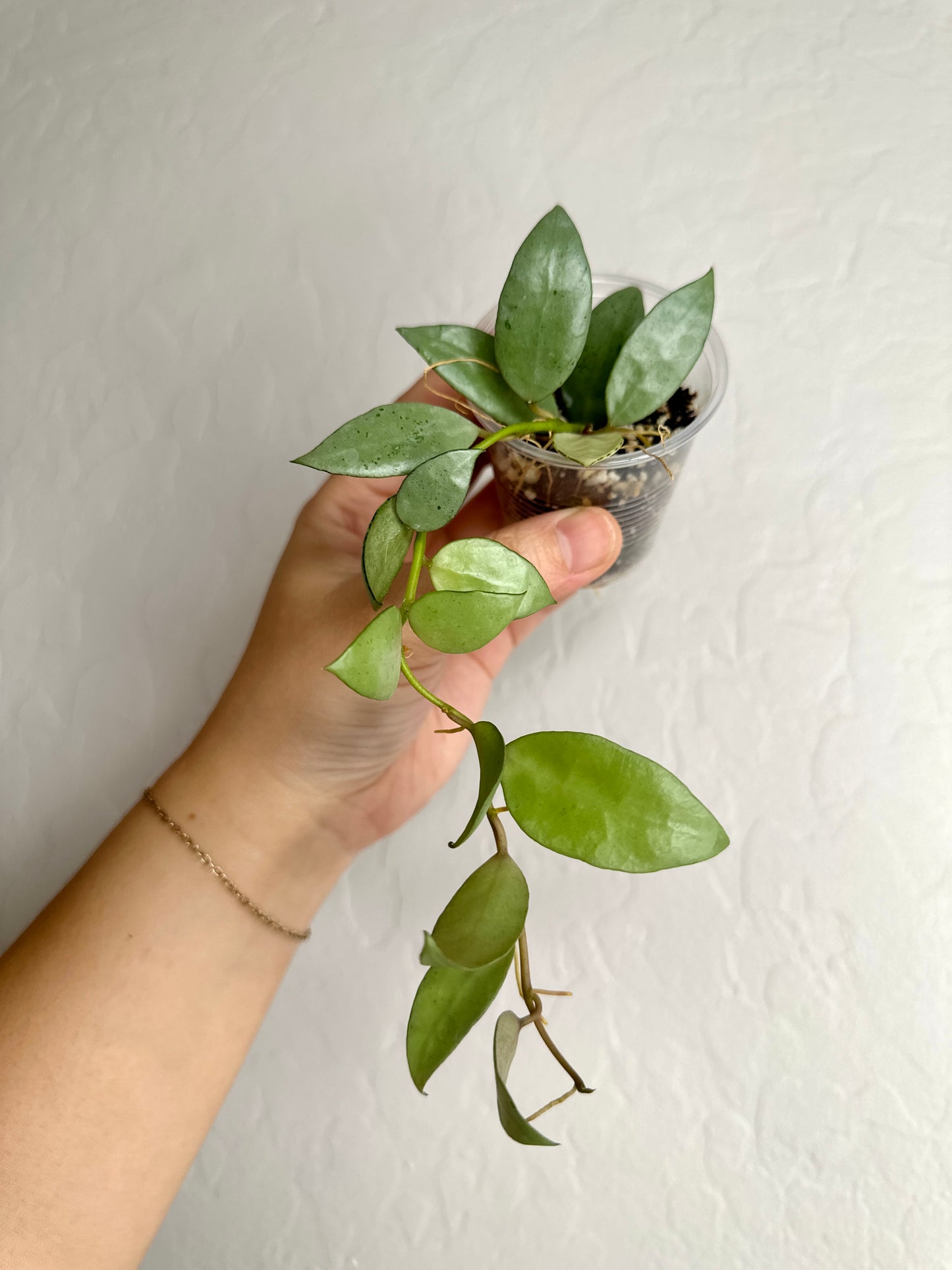 Hoya lacunosa sp. Indonesia (noid, silver) #2