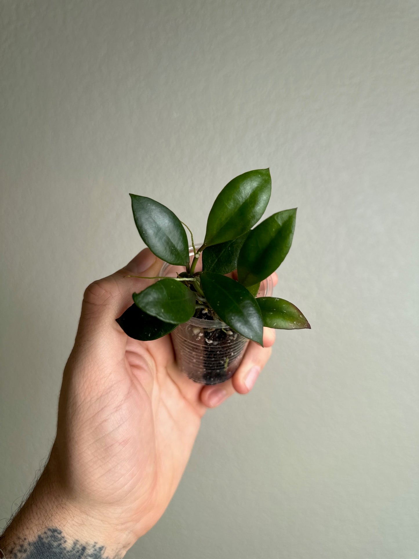 Hoya sipitangensis