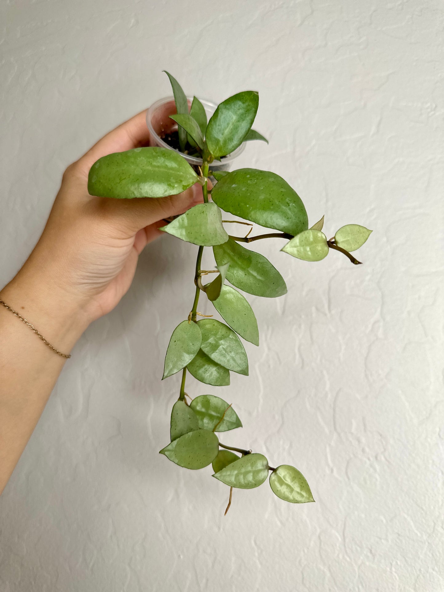 Hoya lacunosa sp. Indonesia (noid, silver) #2