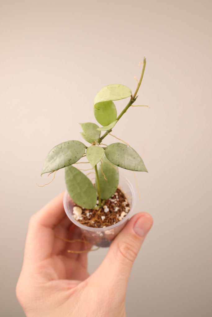 Hoya lacunosa sp. Indonesia (silver) #1