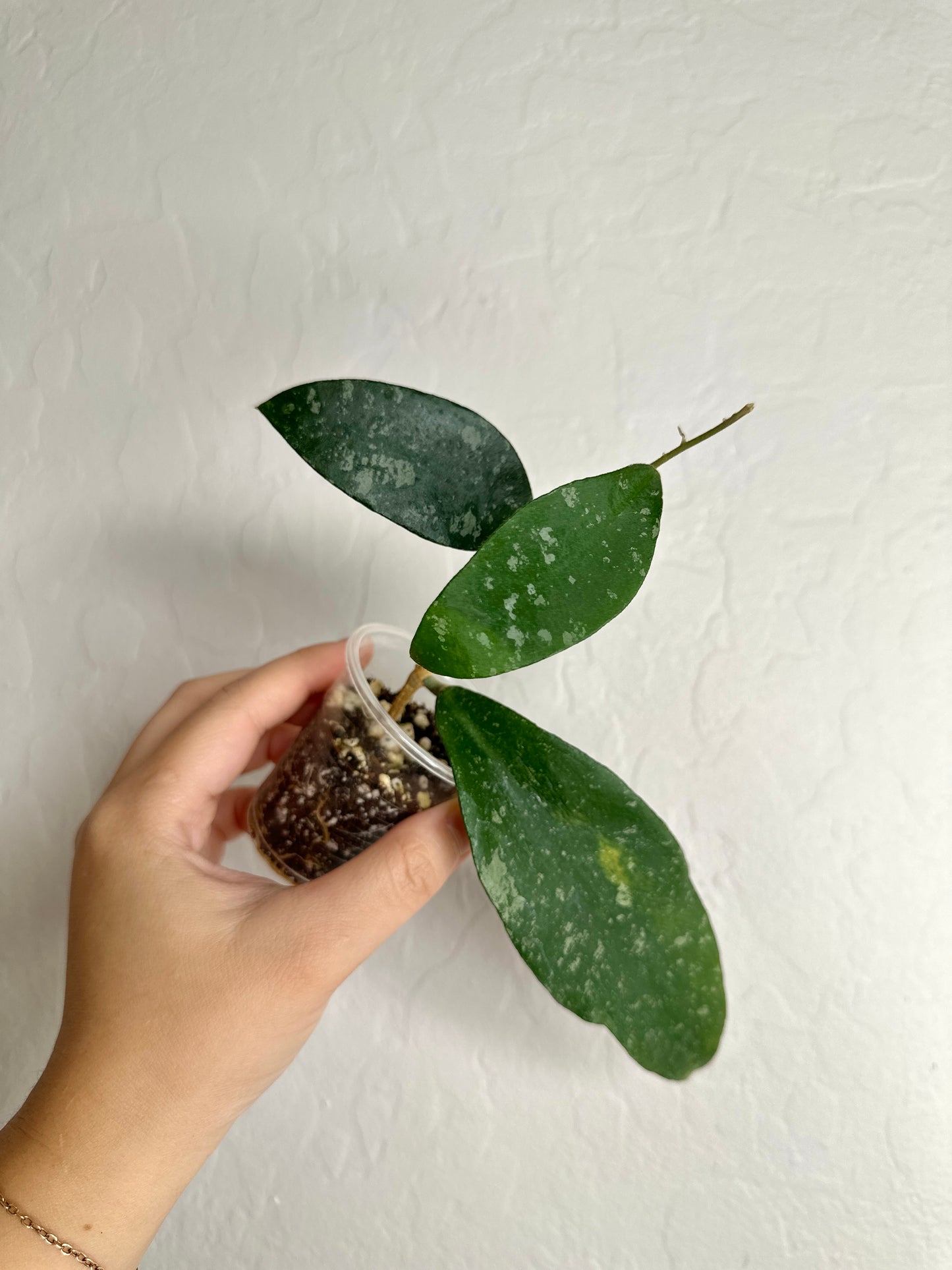 Hoya phuwuaensis