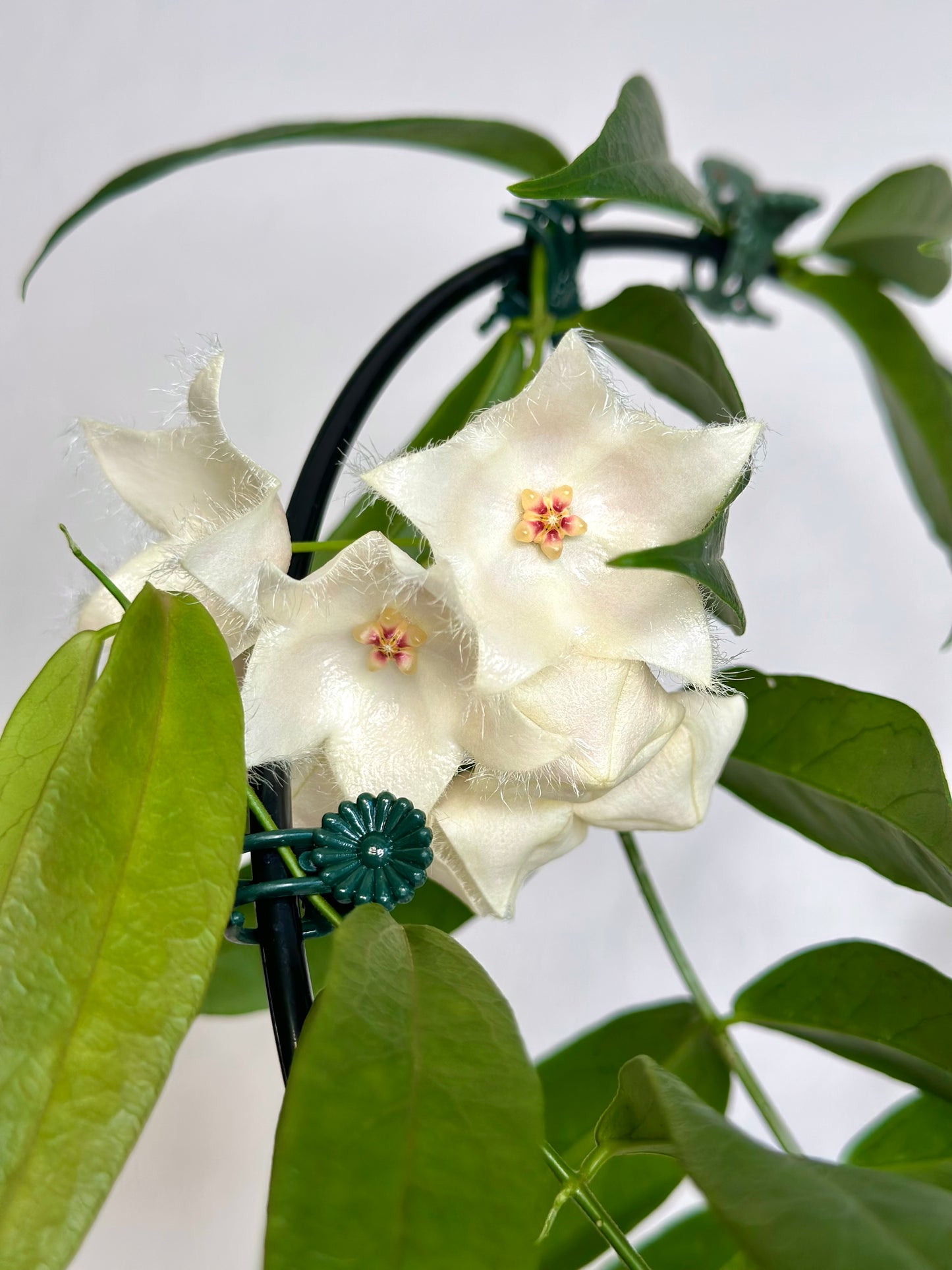Hoya paradisea
