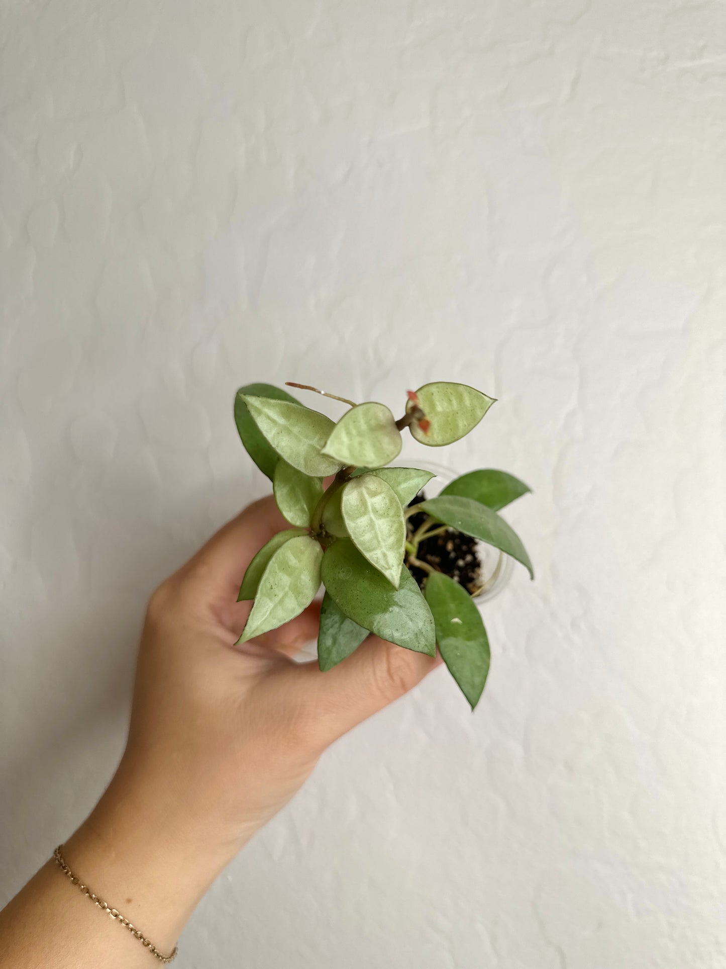 Hoya lacunosa sp. Indonesia (noid, silver) #2