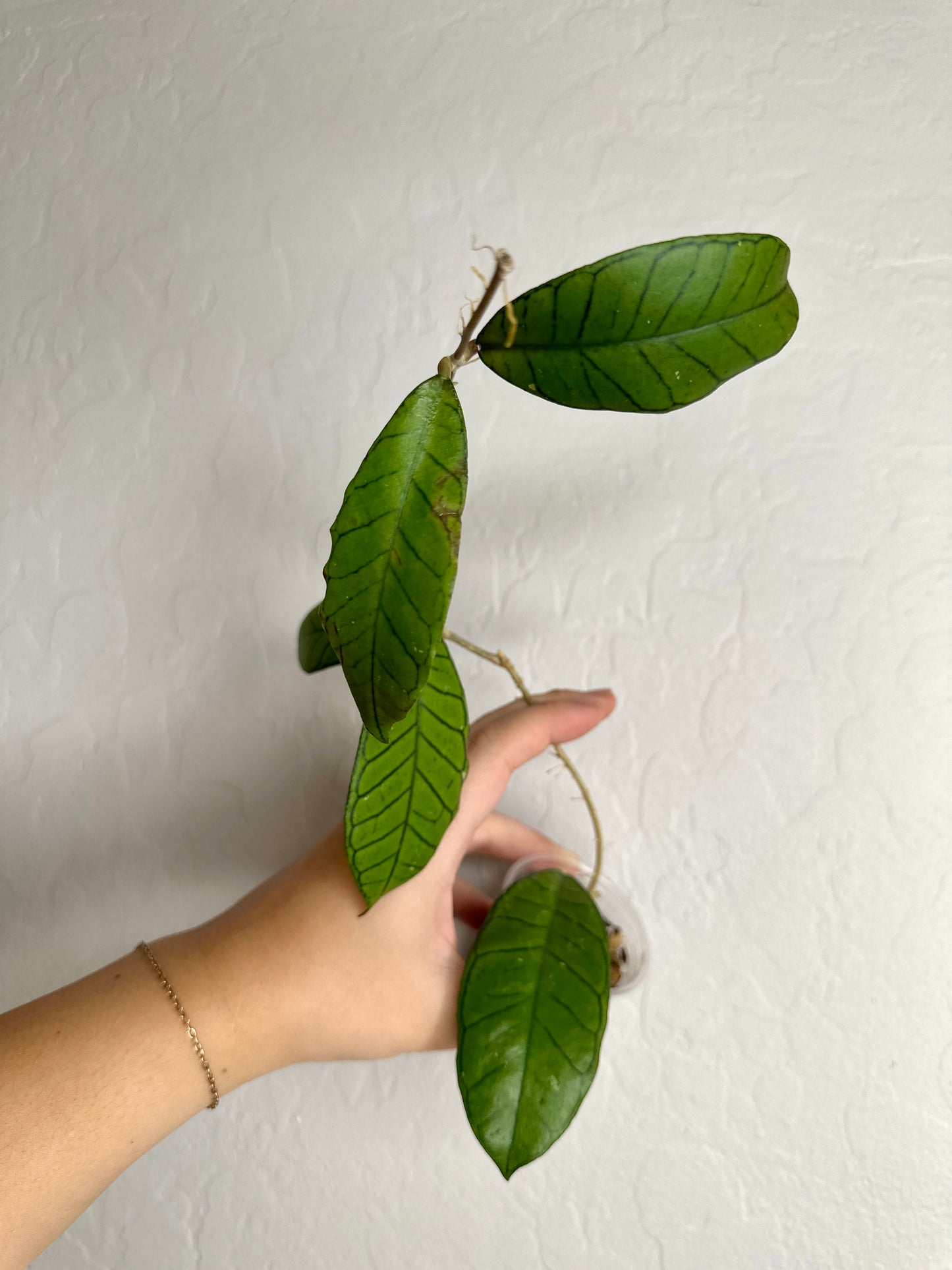 Hoya sp. gunung gading