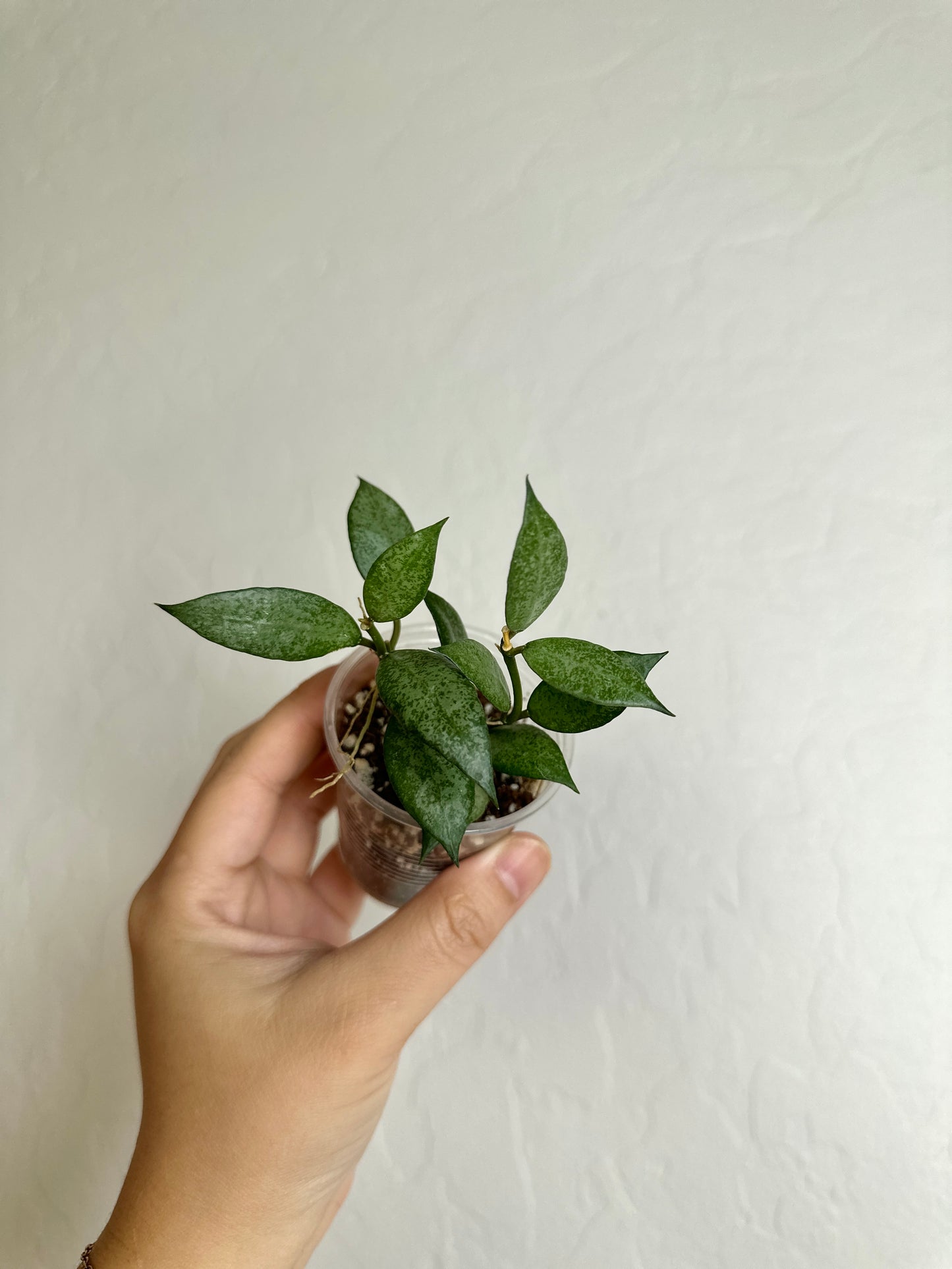 Hoya lacunosa 'White Pearl'