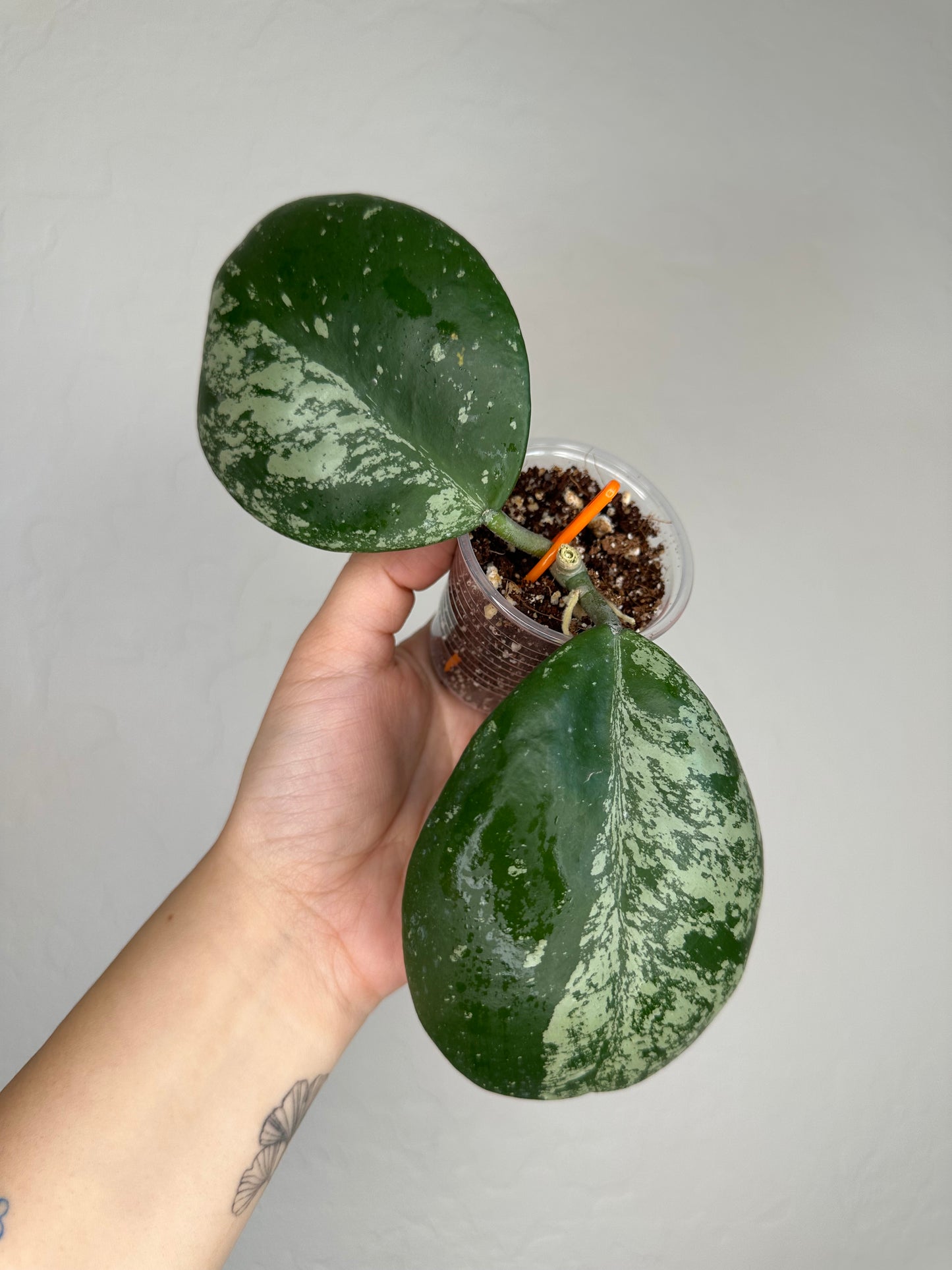 Hoya obovata (w/ splash)