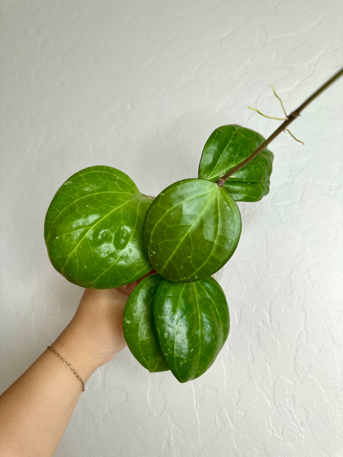 Hoya latifolia (sarawak)