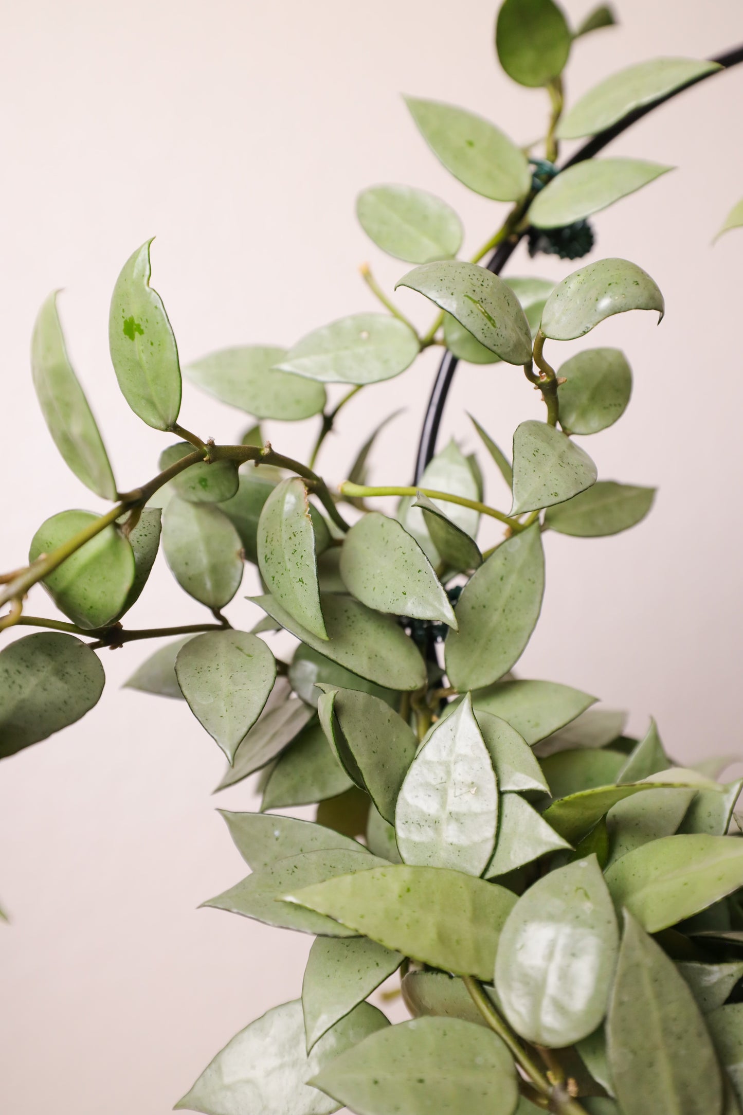 Lacunosa Cuttings Box