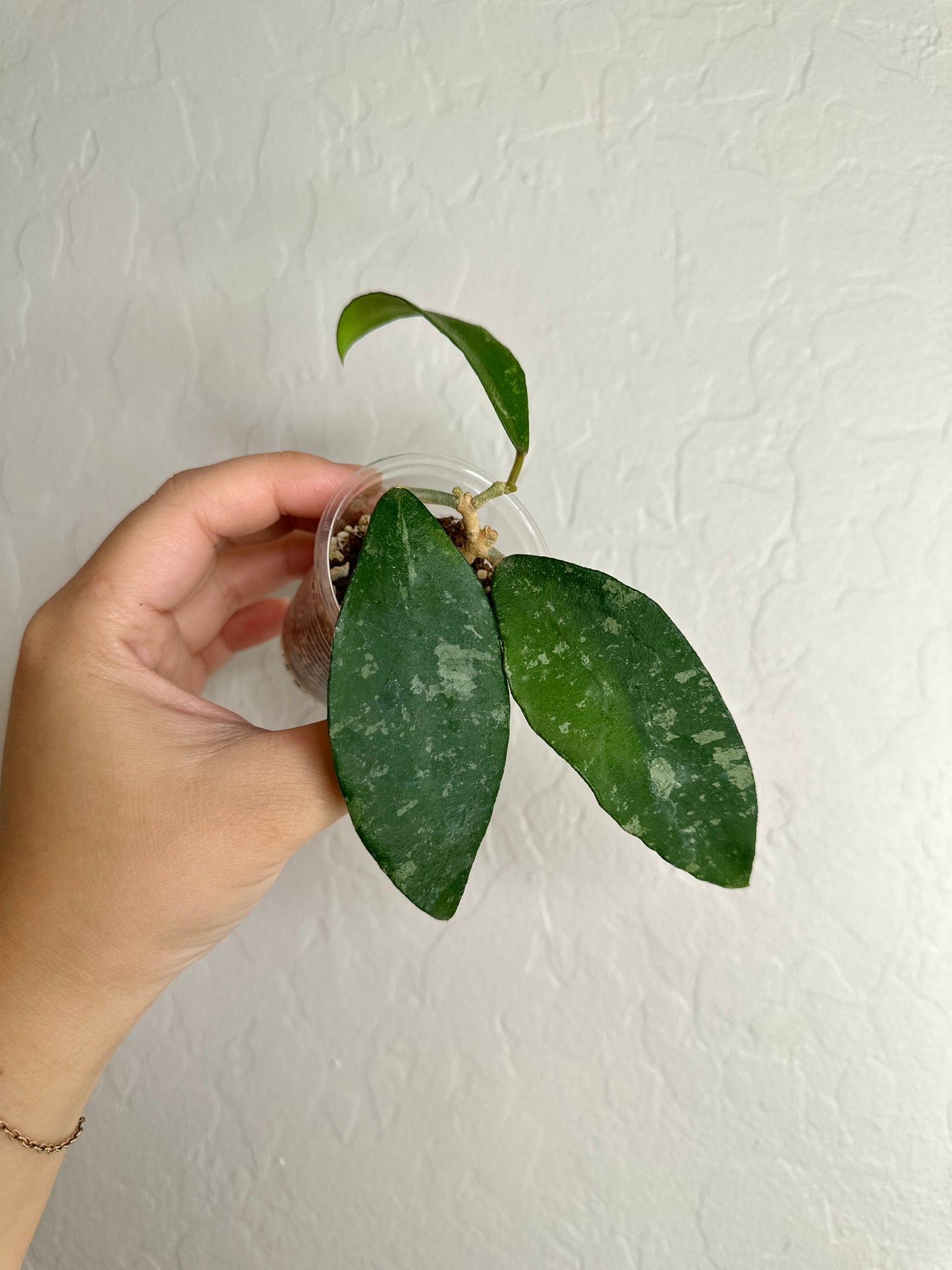 Hoya phuwuaensis