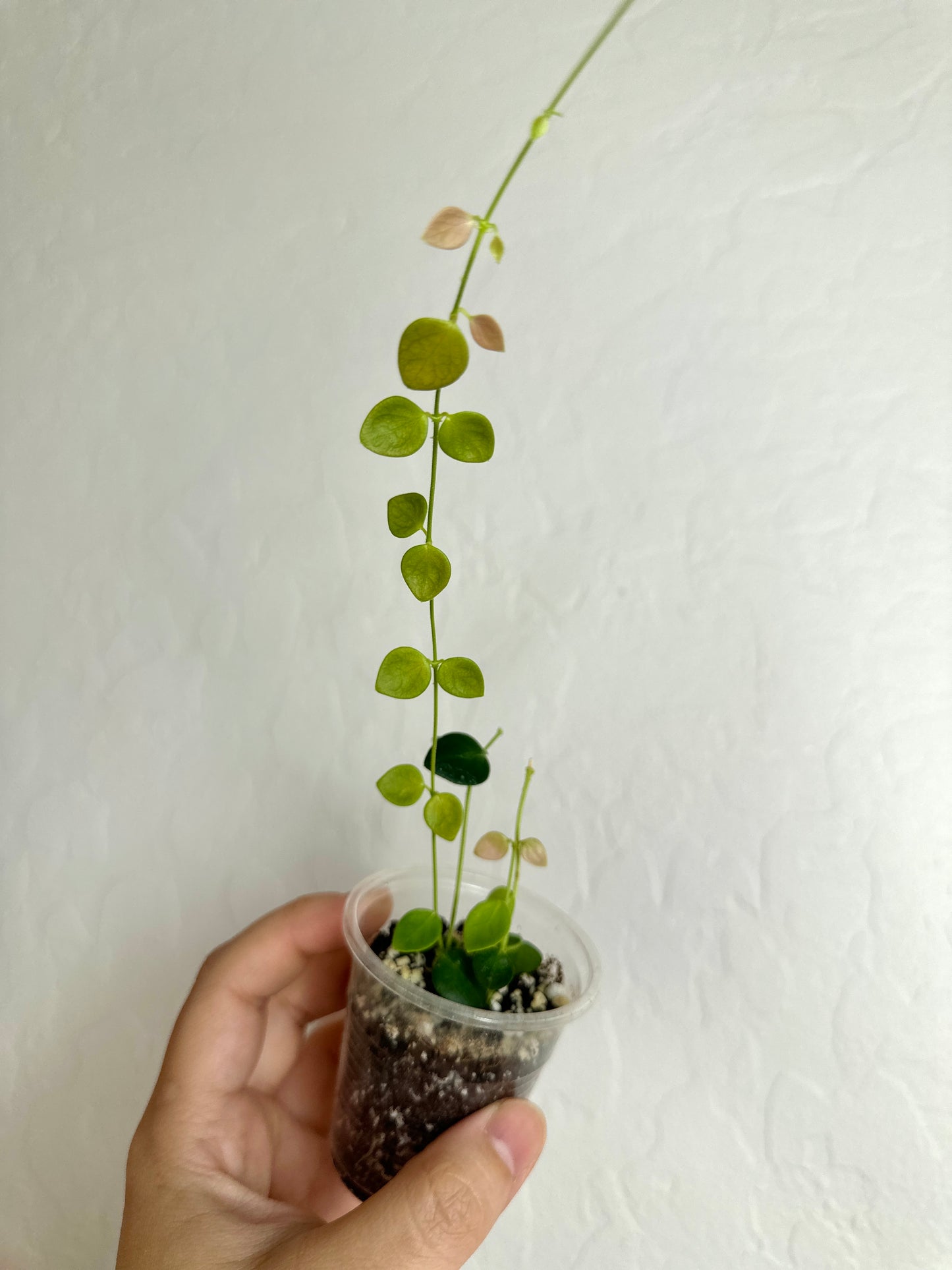 Hoya IM-08