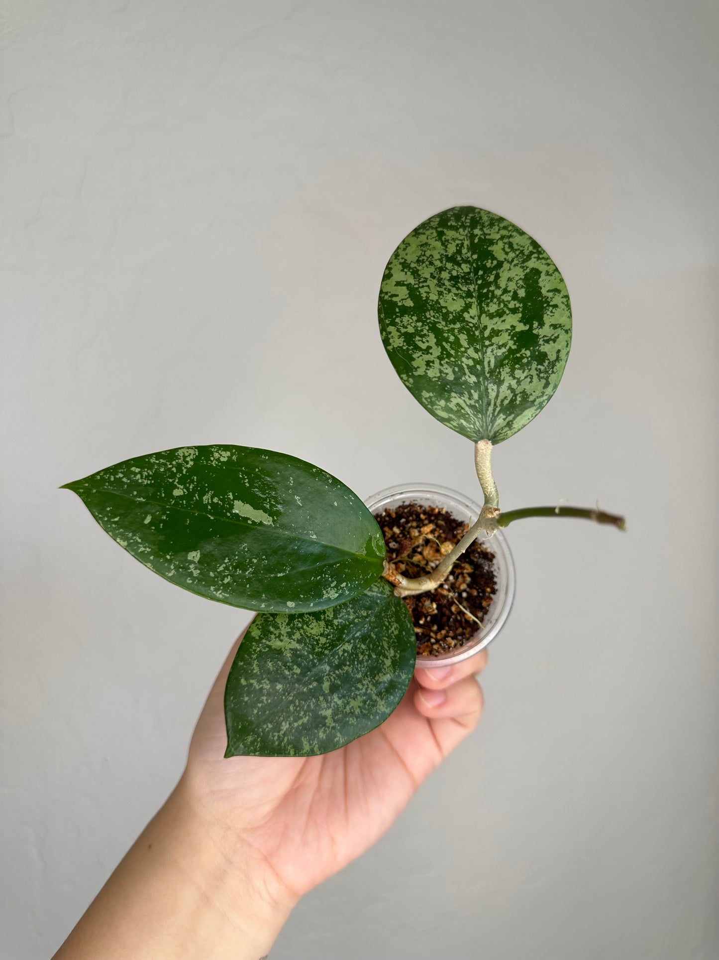 Hoya verticillata (heart shape w/ splash)