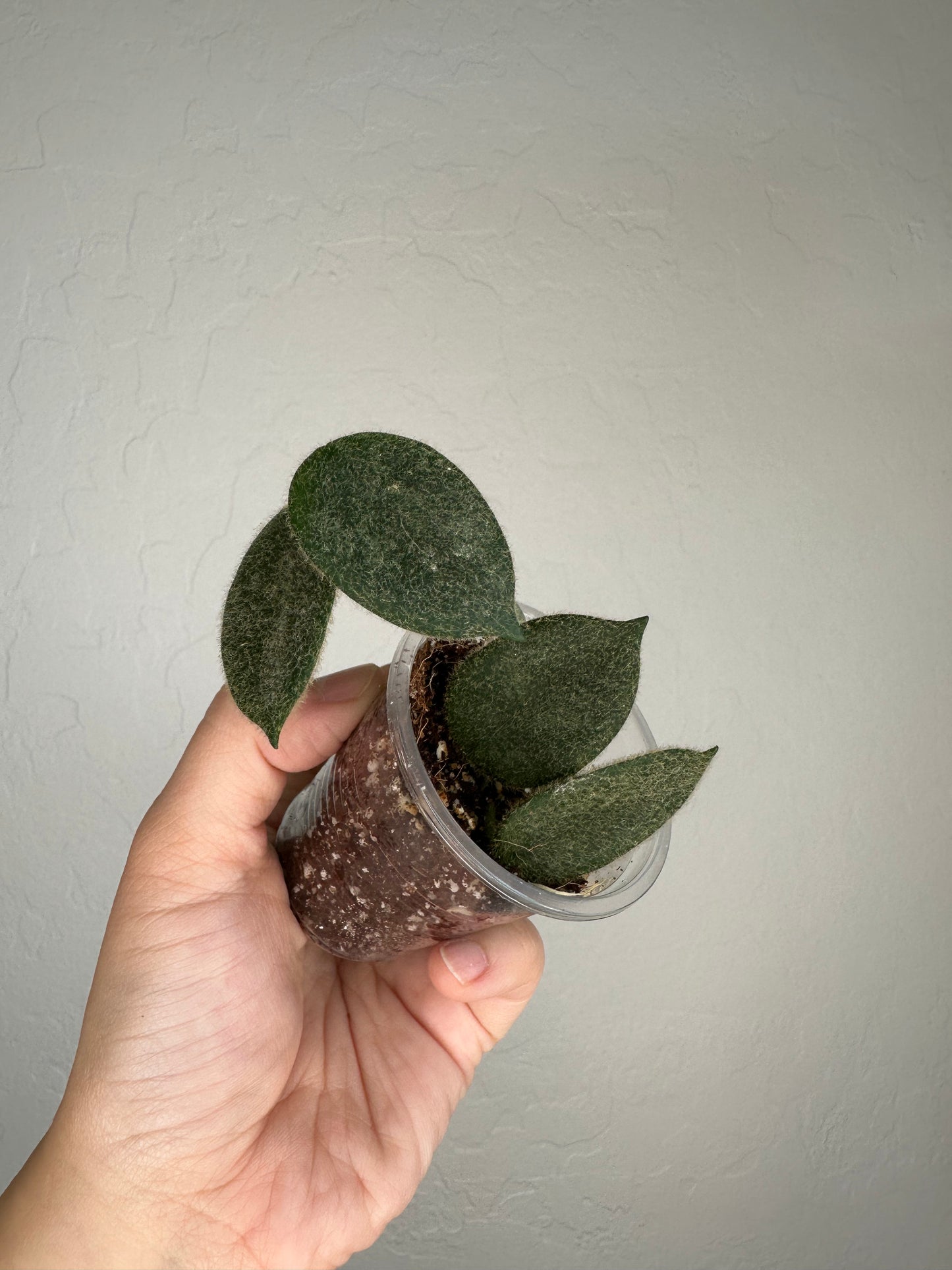 Hoya thomsonii