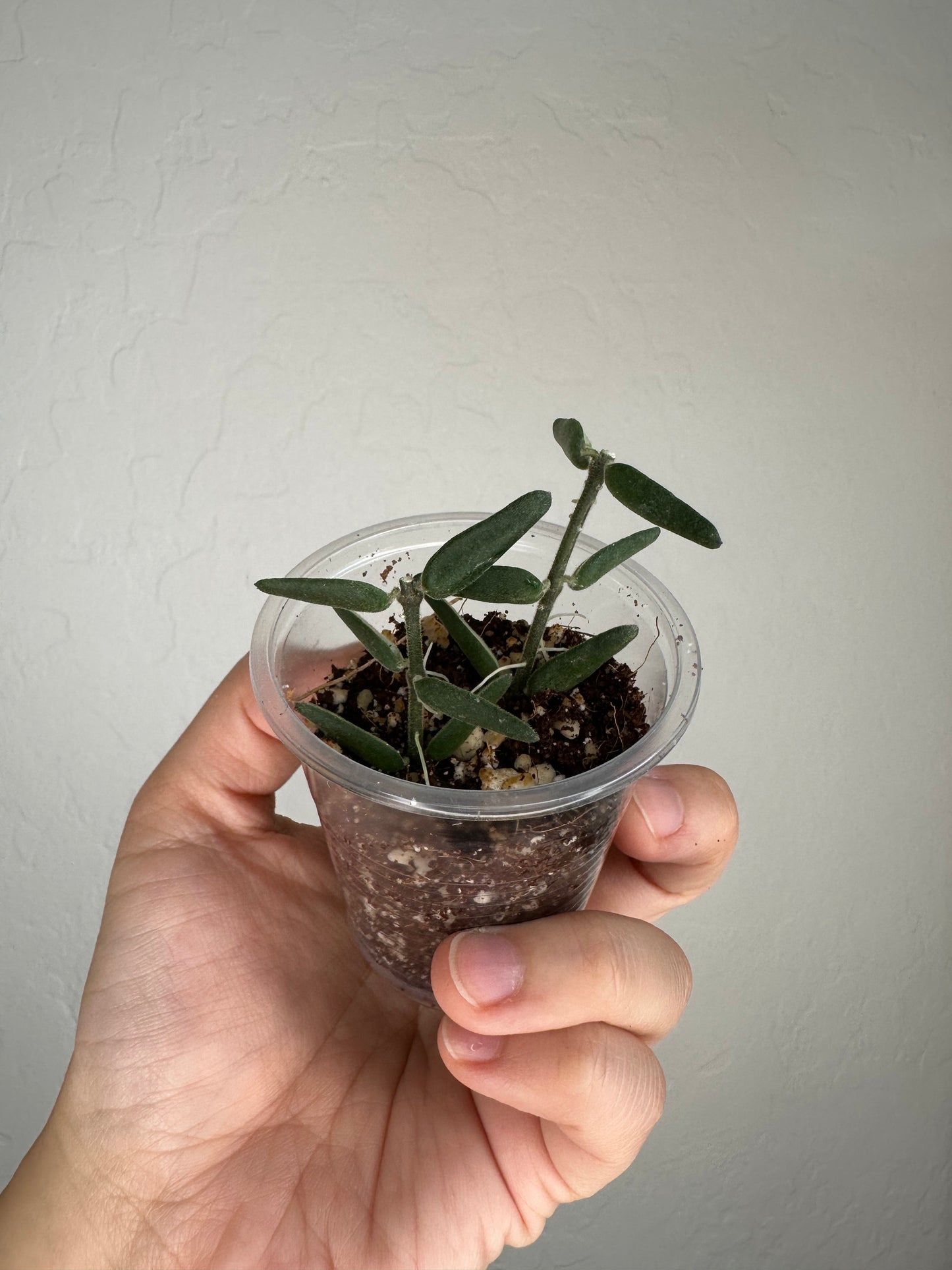 Hoya engleriana (true form)