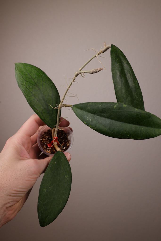 Hoya finlaysonii