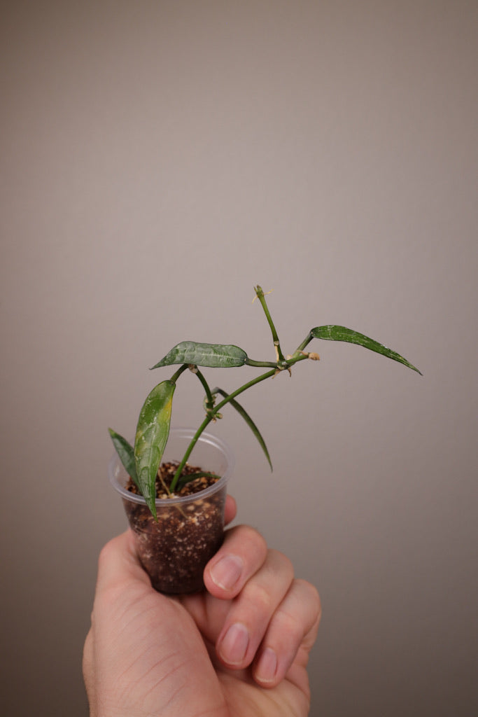 Hoya lacunosa 'Mr. Tent'