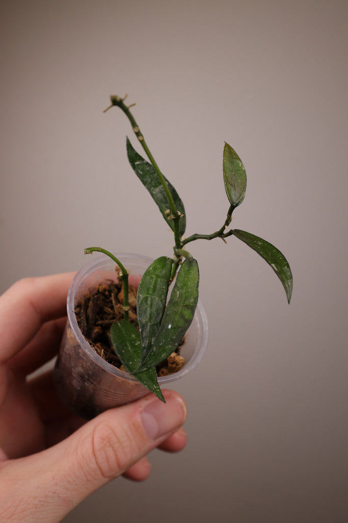 Hoya lacunosa 'Mr. Tent'