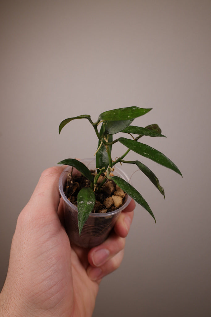 Hoya lacunosa 'Mr. Tent'