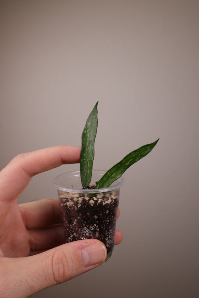 Hoya pandurata (vietnam, note imperfect foliage)