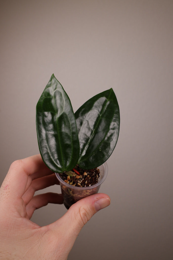 Hoya sp. Jasper Blink
