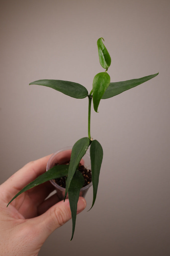 Hoya burmanica (polyneura complex)