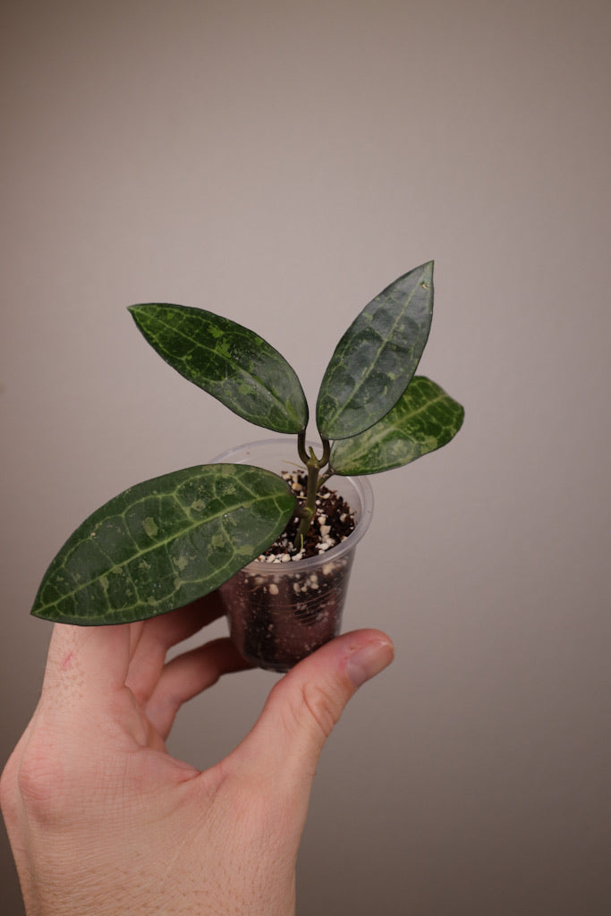 Hoya elliptica