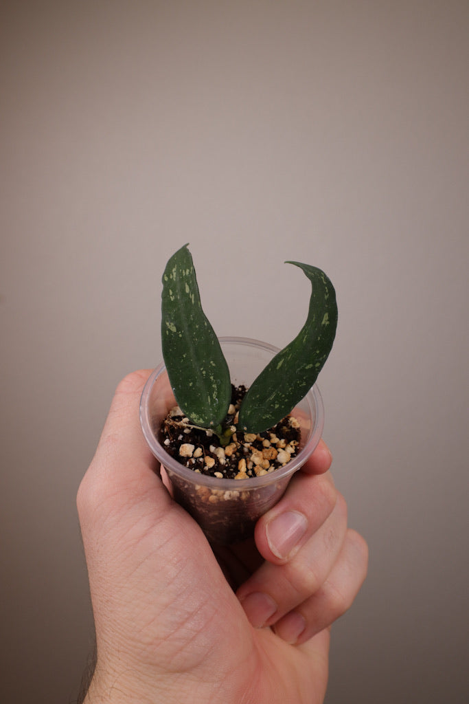 Hoya pandurata (dark form)