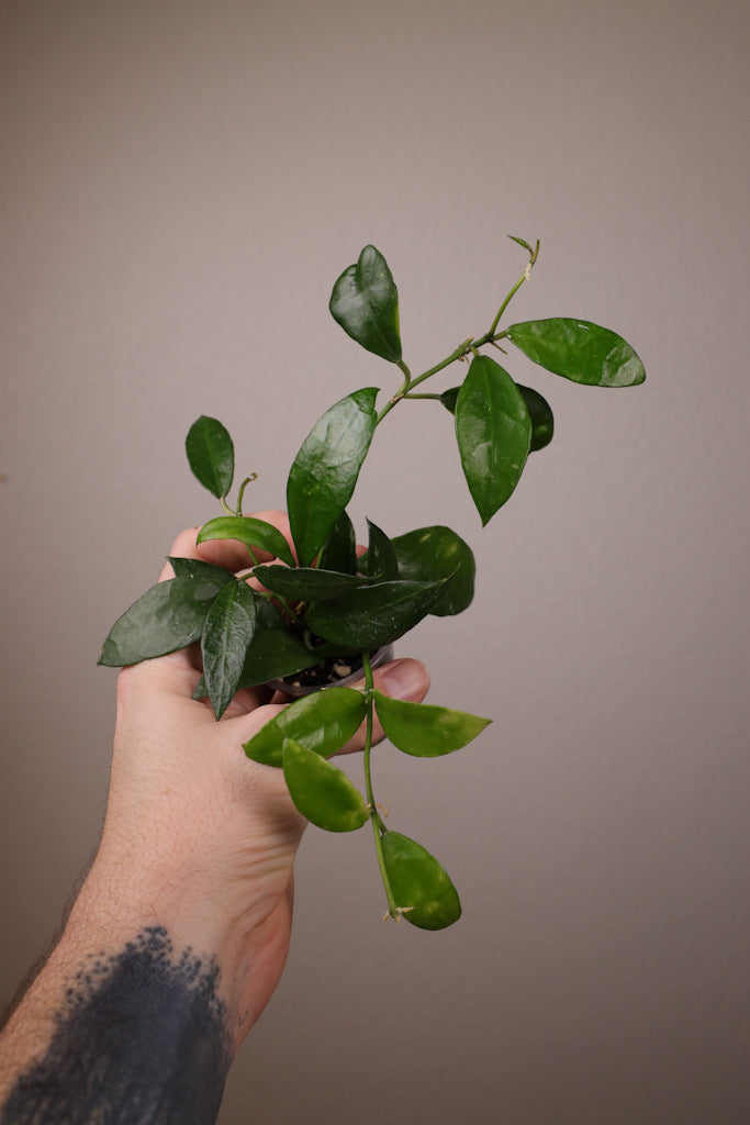 Hoya lacunosa sp. Indonesia