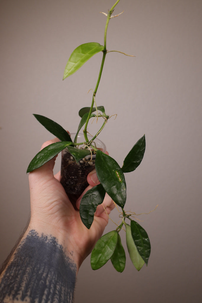 Hoya lacunosa sp. Indonesia