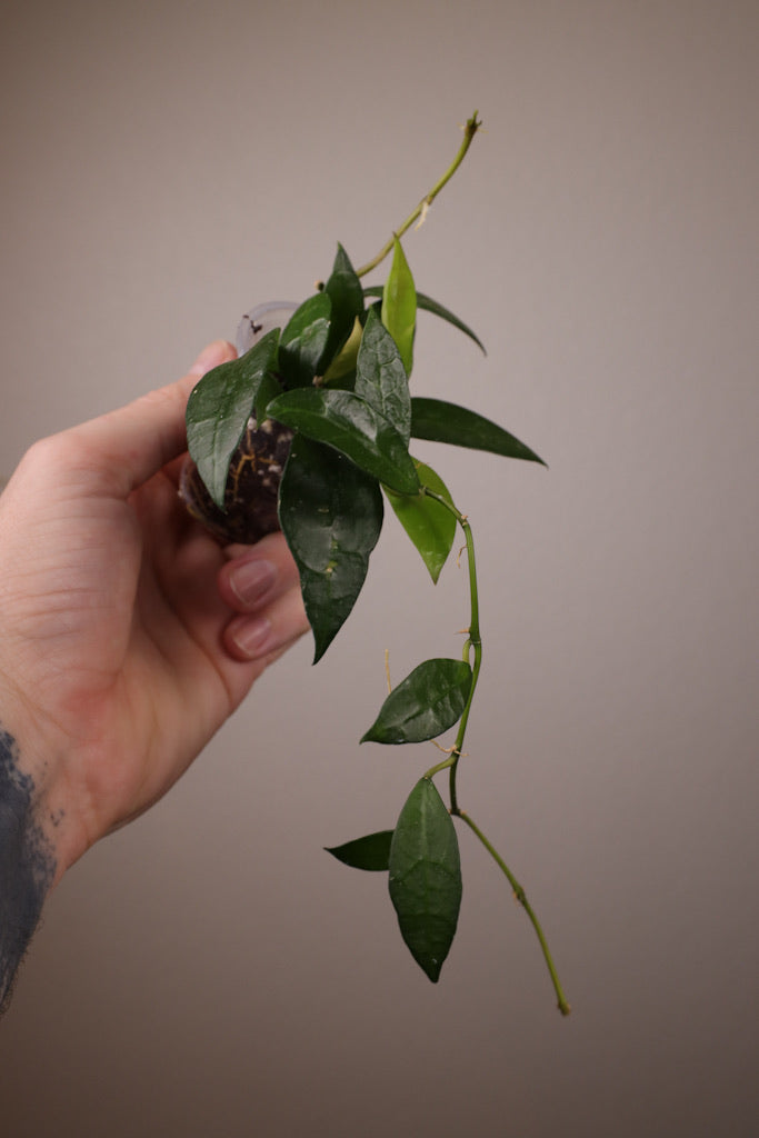 Hoya lacunosa sp. Indonesia
