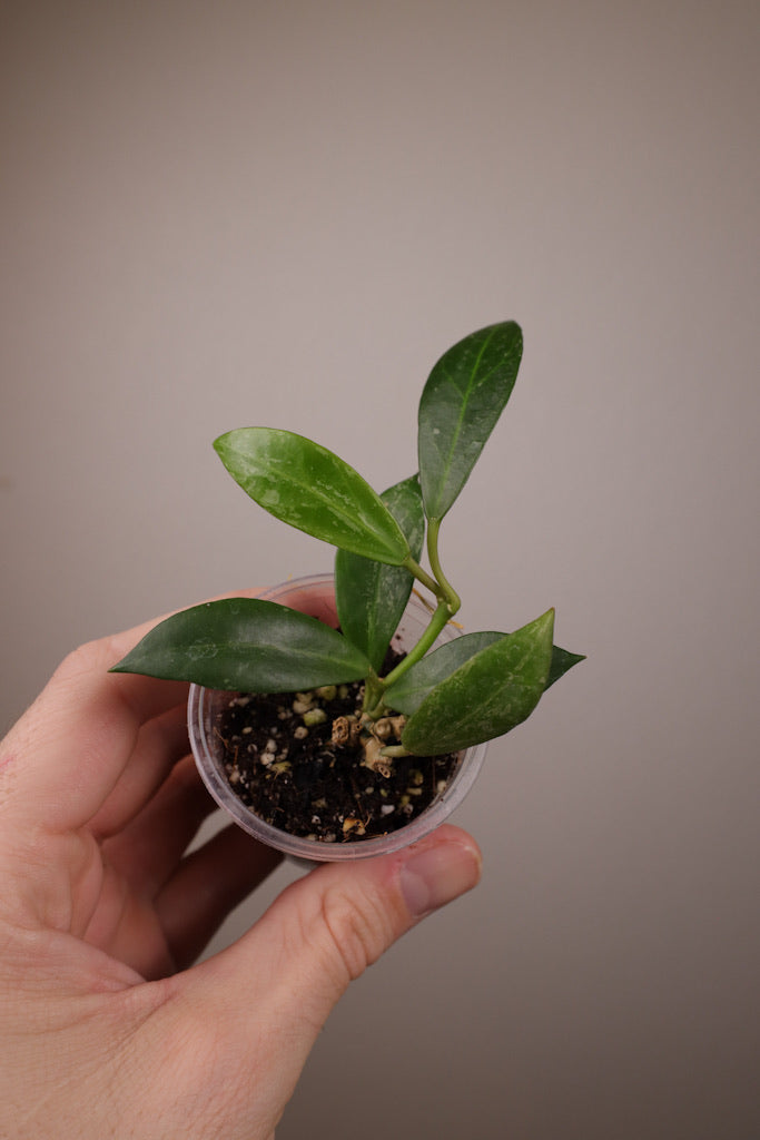 Hoya obscura x lacunosa (w/ splash)