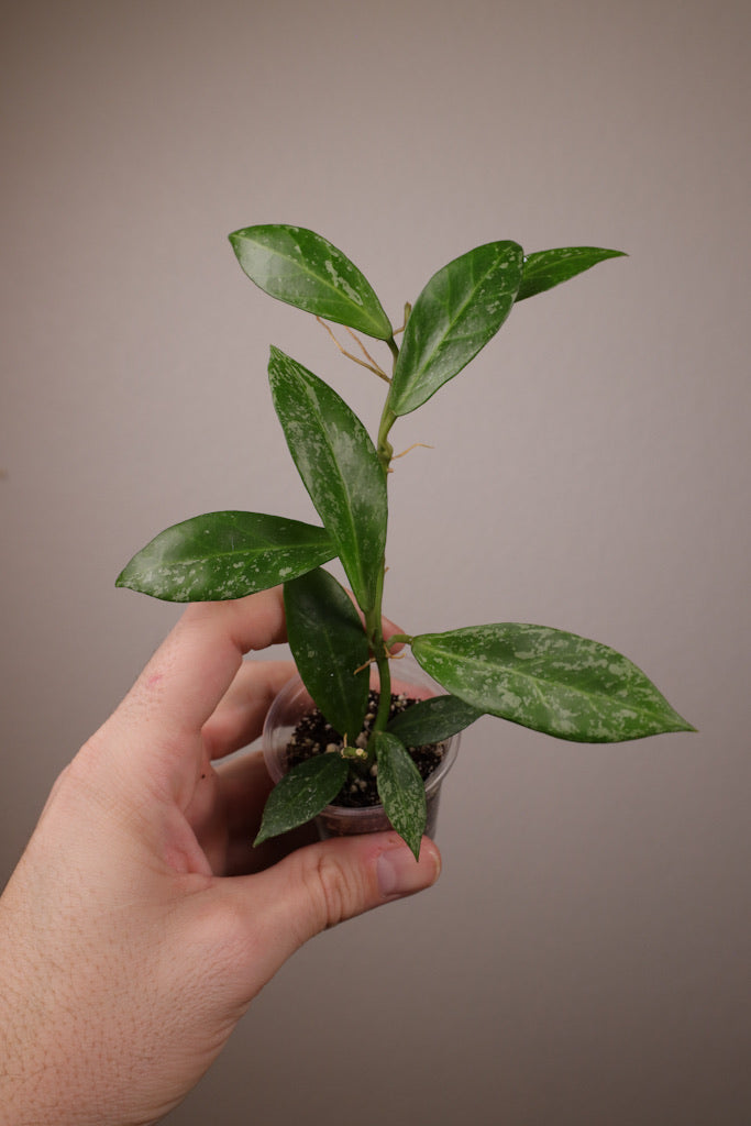 Hoya obscura x lacunosa (w/ splash)