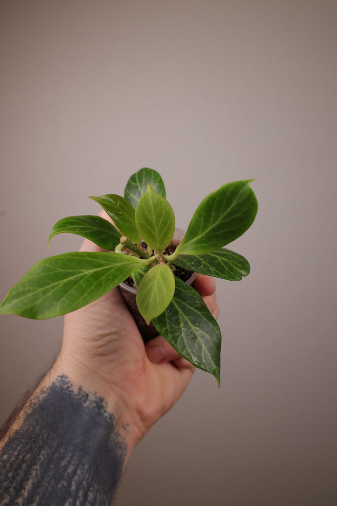 Hoya obscura