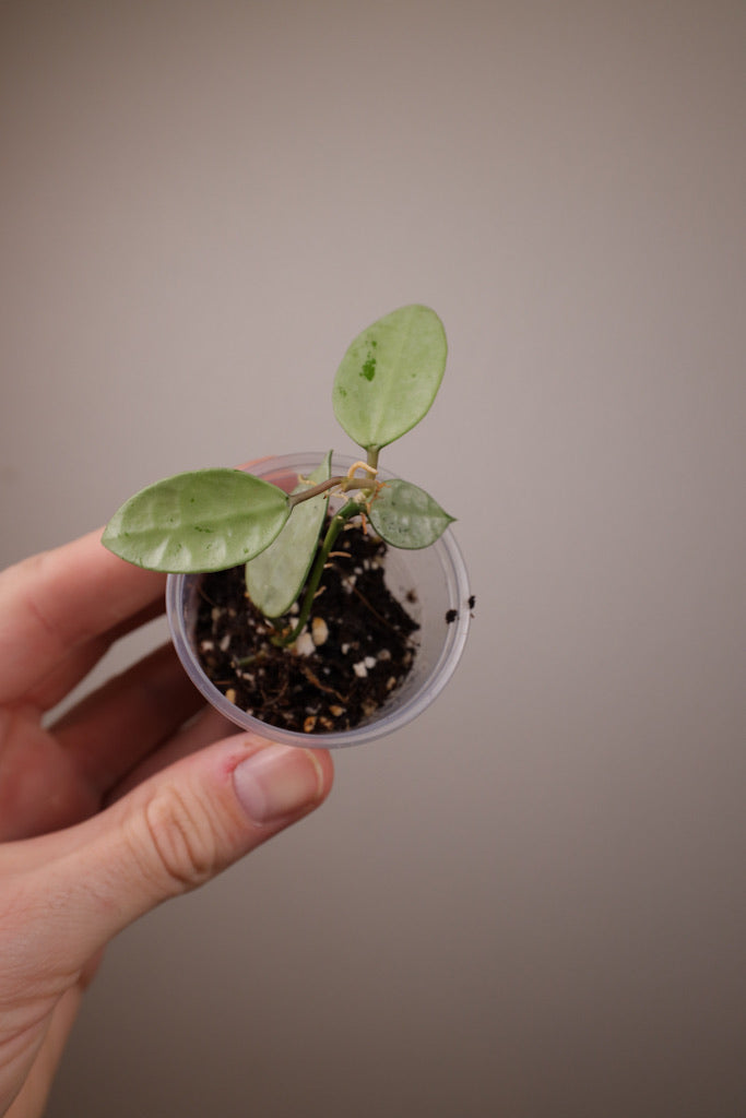 Hoya lacunosa (FN-13)