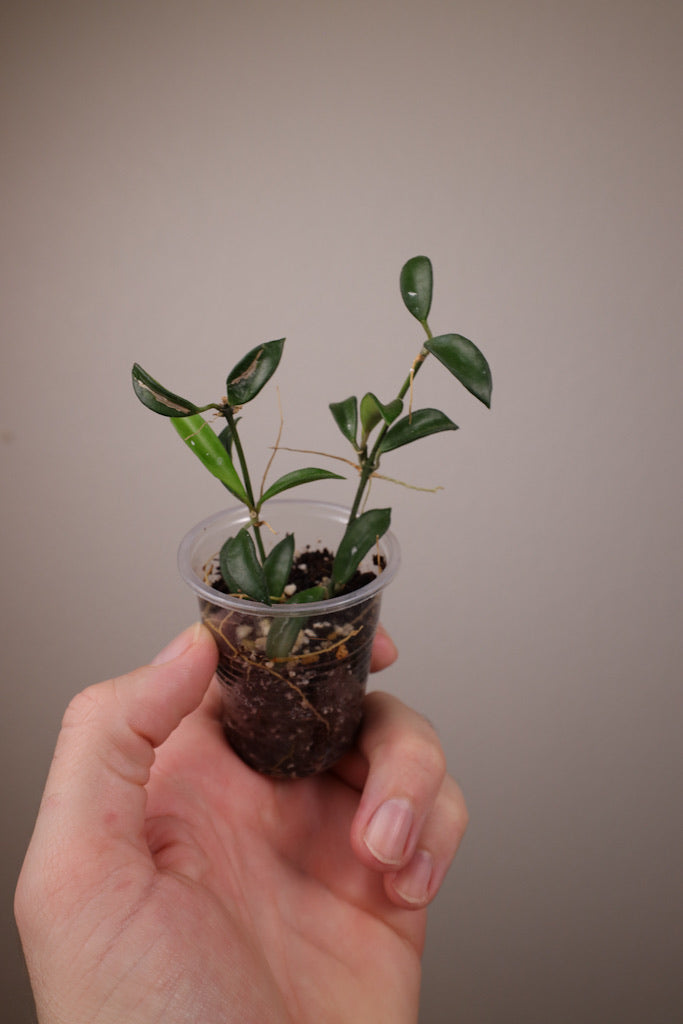 Hoya sp. PG04