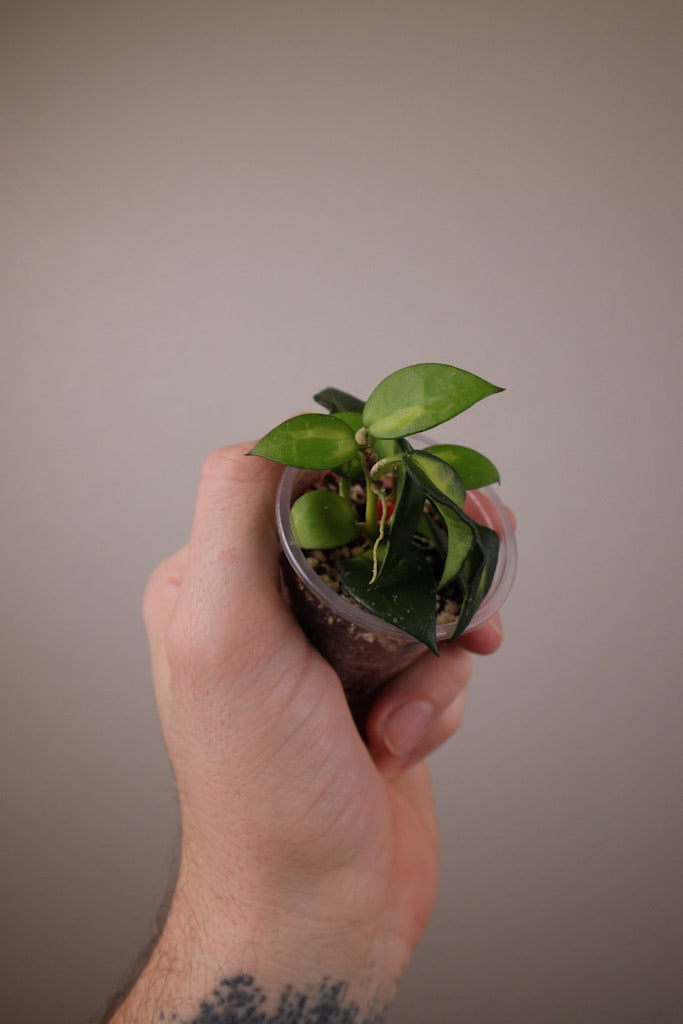 Hoya lacunosa (Golden Flame)