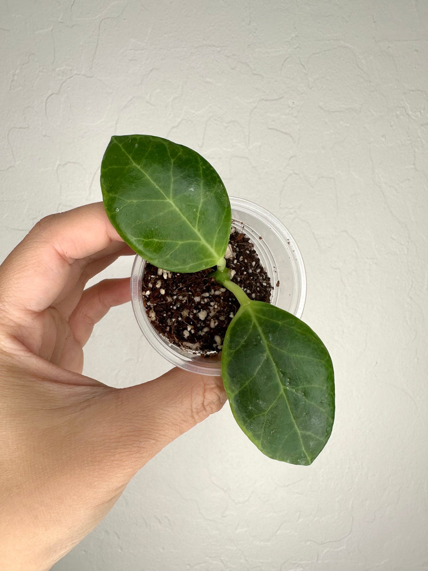 Hoya obscura (outer-variegated)