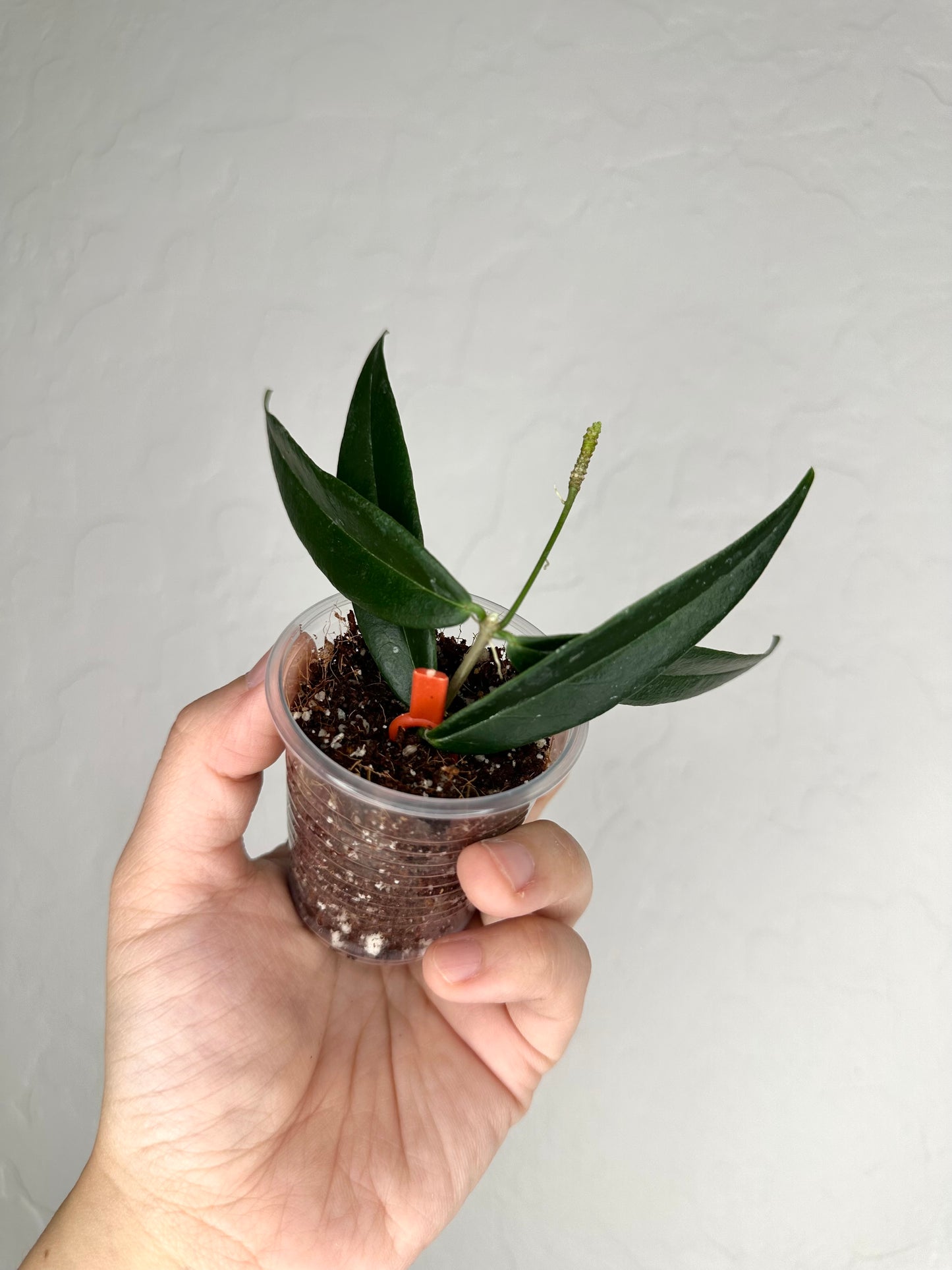 Hoya paradisea