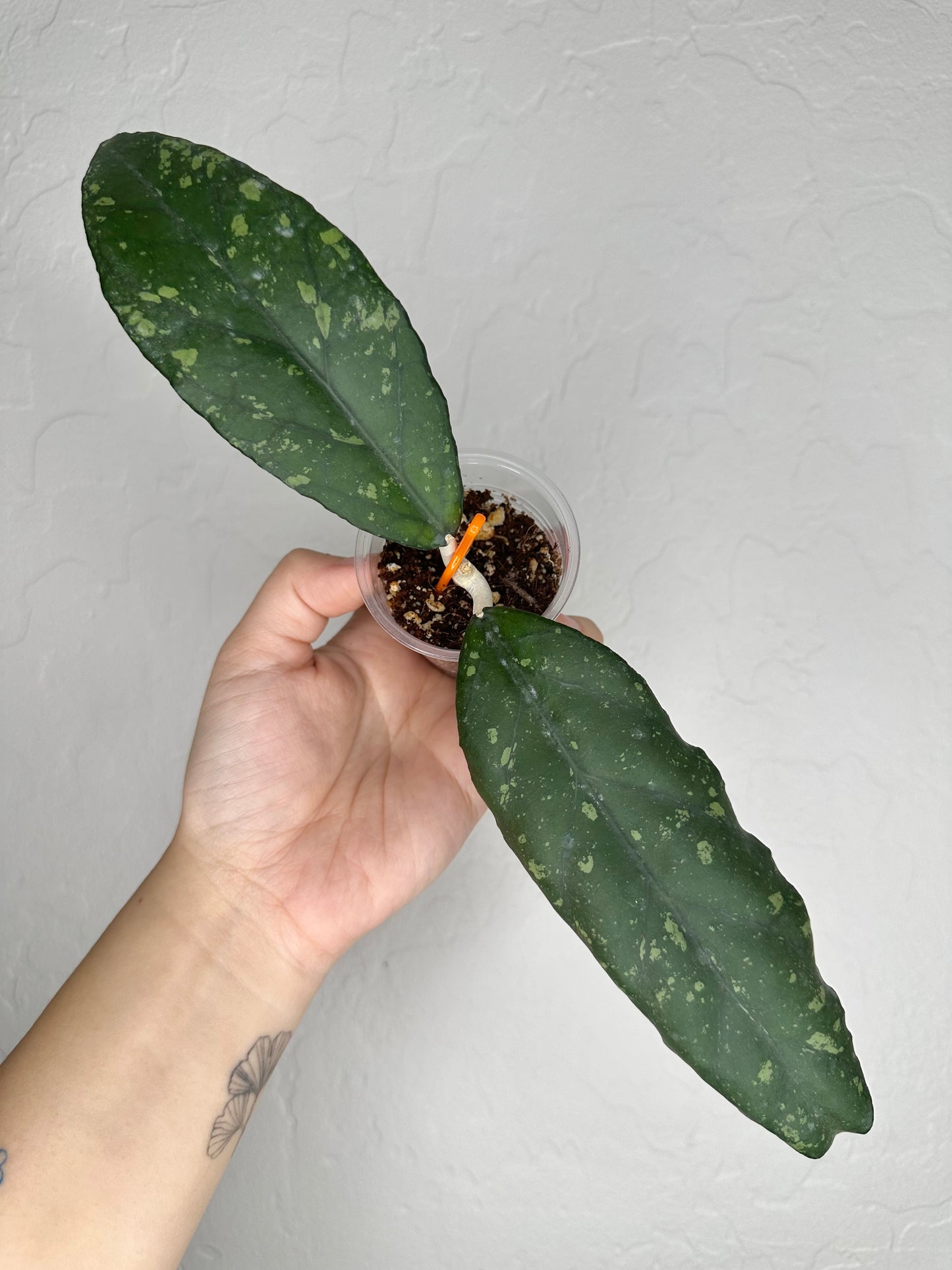 Hoya sp. Sumatra
