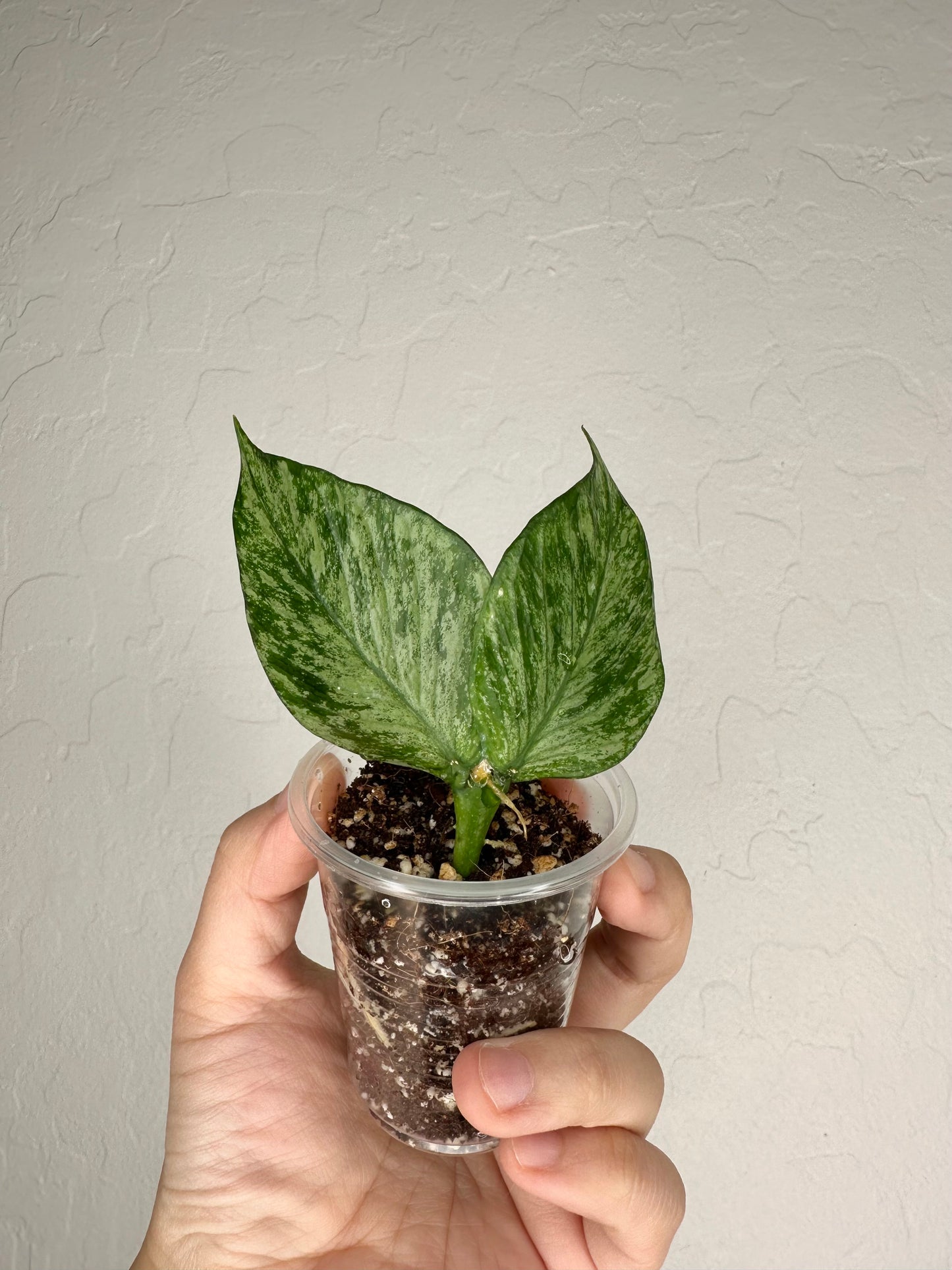 Hoya polyneura (Broget)