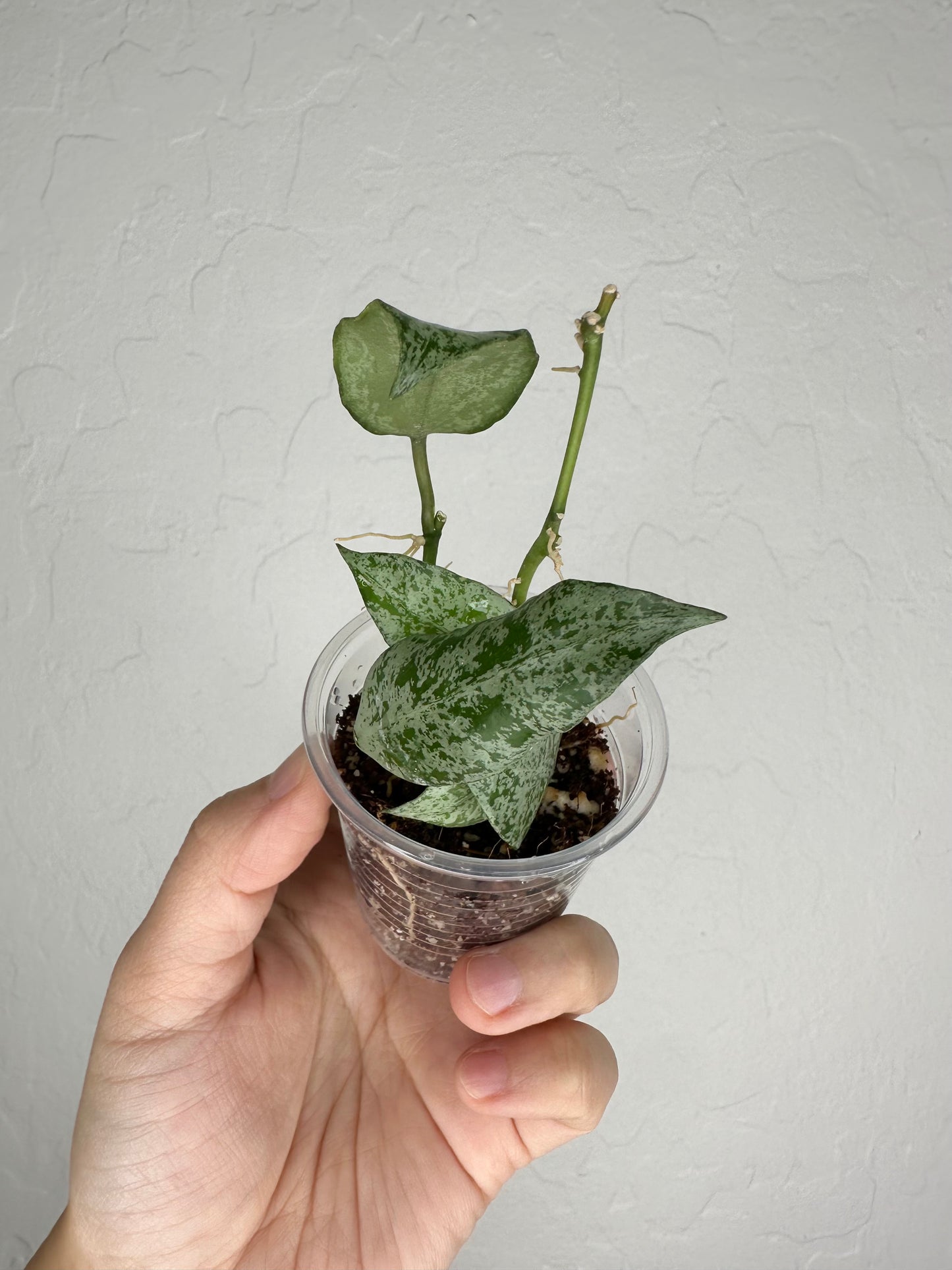 Hoya lacunosa (Moonshine)